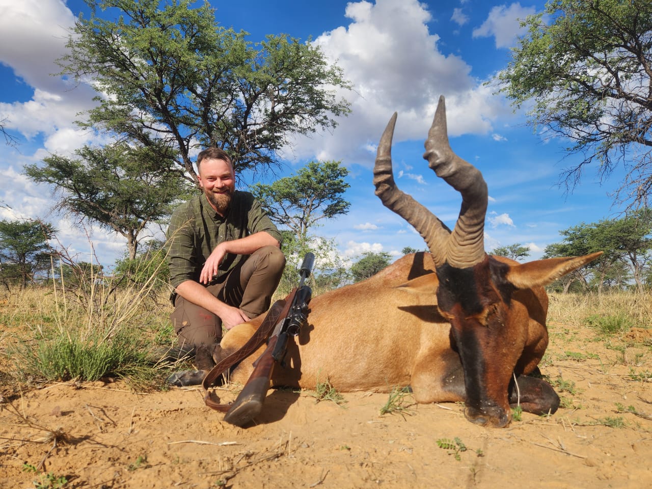 Red Hartebeest