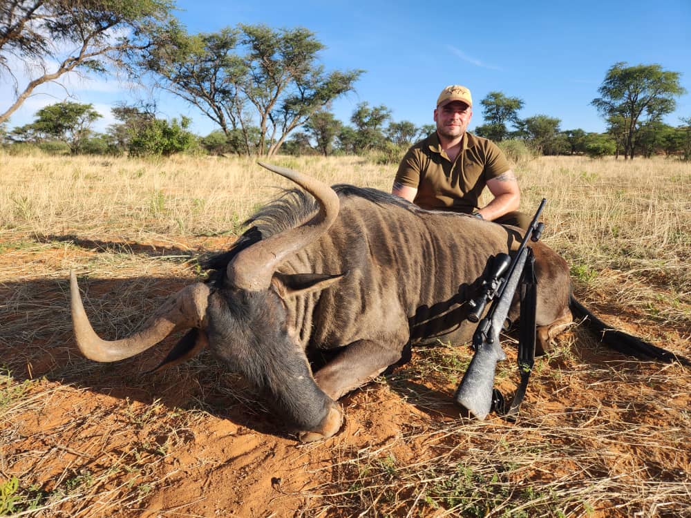 Blue Wildebeest