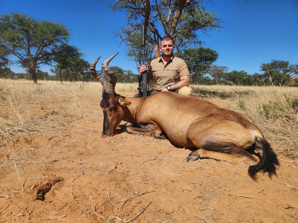 Red Hartebeest Bull