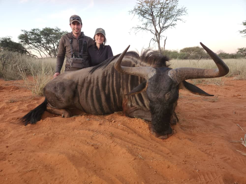 Kalahari Wildebeest