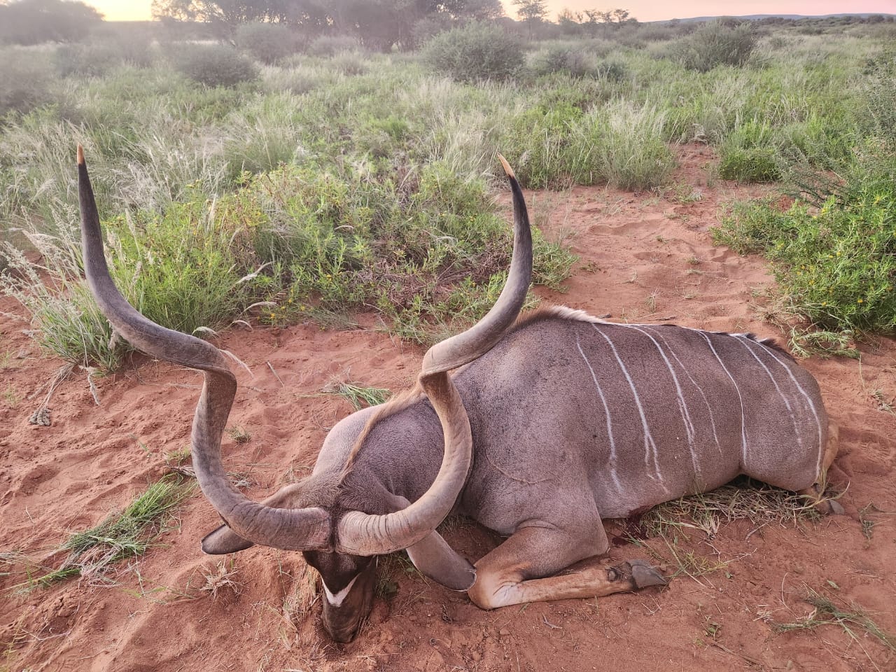Kudu at Dusk